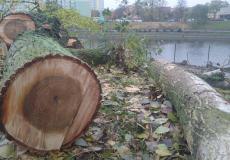 Opinia ornitologiczna wycinka drzew i krzewów Opinia ornitologiczna wycinka drzew i krzewów