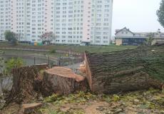 Ornitolog wycinka drzew Ornitolog wycinka drzew