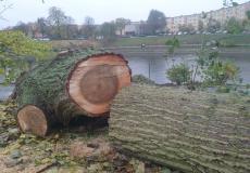 Inwentaryzacja ornitologiczna drzew Inwentaryzacja ornitologiczna drzew