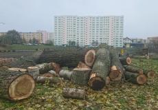 Ornitolog w szczecinie - wycinka drzew Ornitolog w szczecinie - wycinka drzew