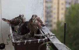 Pustułki w gnieździe