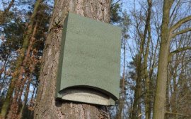 budka dla nietoperzy ornitolog szczecin